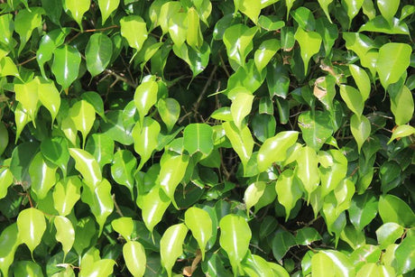 Tips for Choosing and Caring for Your Ficus Benjamina Plant - Brisbane Plant Nursery