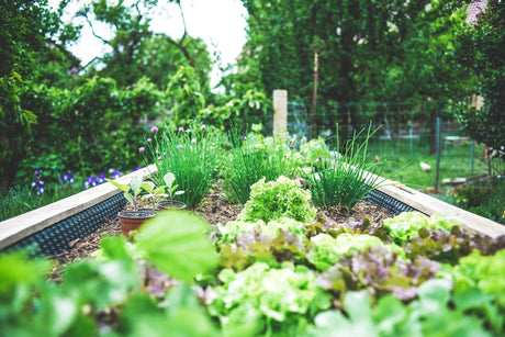 Transforming Your Yard with Plants from a Brisbane Nursery - Brisbane Plant Nursery