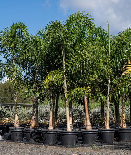 Understanding Foxtail palms