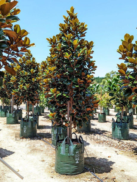 Why are Teddy Bear Magnolias a Great Addition to Your Garden? - Brisbane Plant Nursery