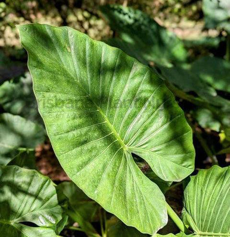 Why is Elephant's Ear the Perfect Addition to Your Personal Garden? - Brisbane Plant Nursery