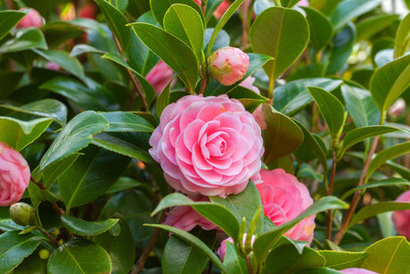 Camellias - Brisbane Plant Nursery