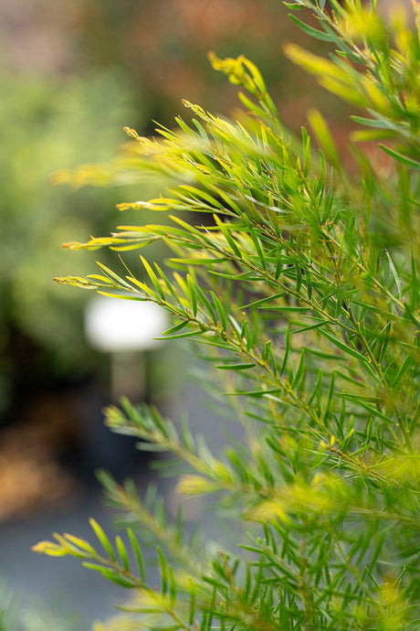 Acacia fimbriata - Brisbane Golden Wattle - Brisbane Plant Nursery