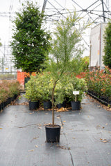 Acacia fimbriata - Brisbane Golden Wattle - Brisbane Plant Nursery