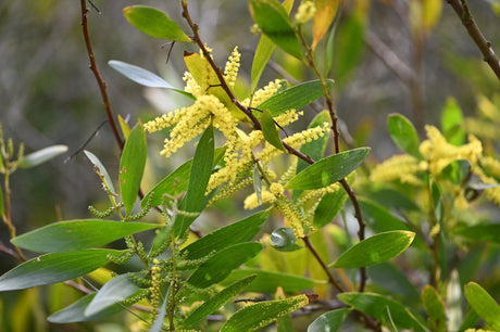 Acacia longifolia 'Golden Wattle' - Brisbane Plant Nursery