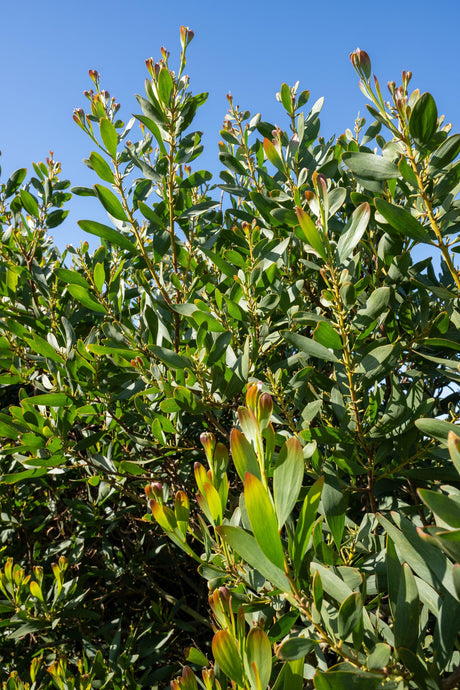 Acacia melanoxylon Blackwood - Brisbane Plant Nursery
