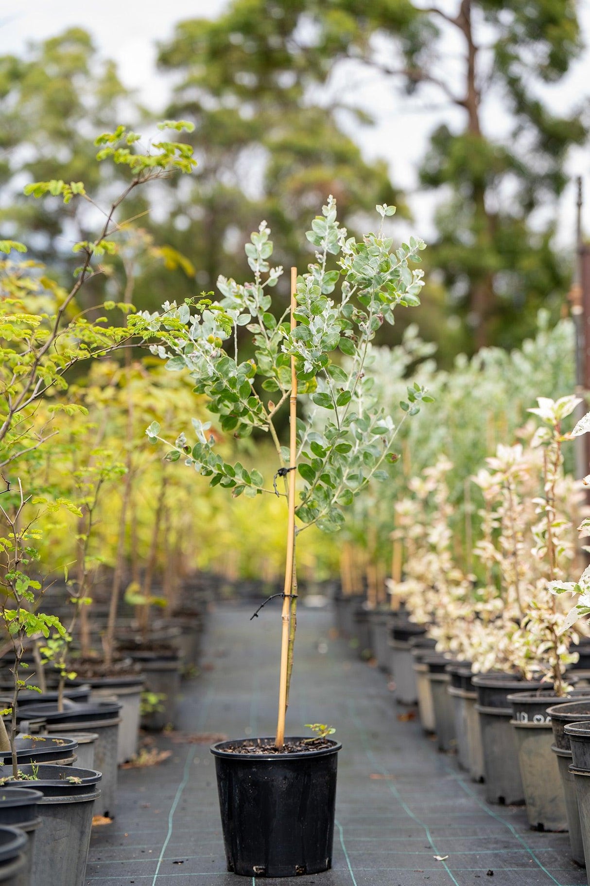 Acacia podalyriifolia 'Queensland Silver Wattle' - Brisbane Plant Nursery