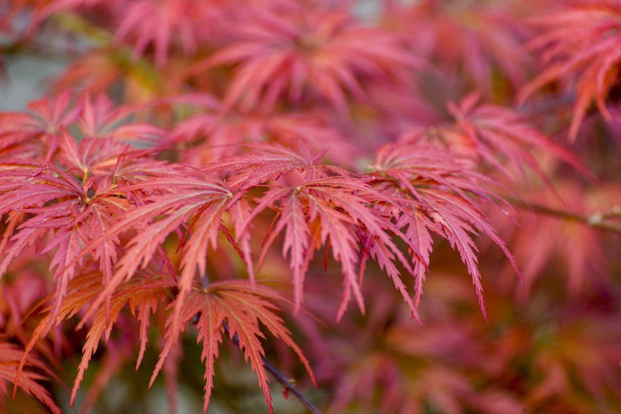Acer palmatum 'Japanese Maple' - Brisbane Plant Nursery