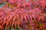 Acer palmatum 'Japanese Maple' - Brisbane Plant Nursery