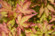 Acer palmatum Sango Kaku - Brisbane Plant Nursery