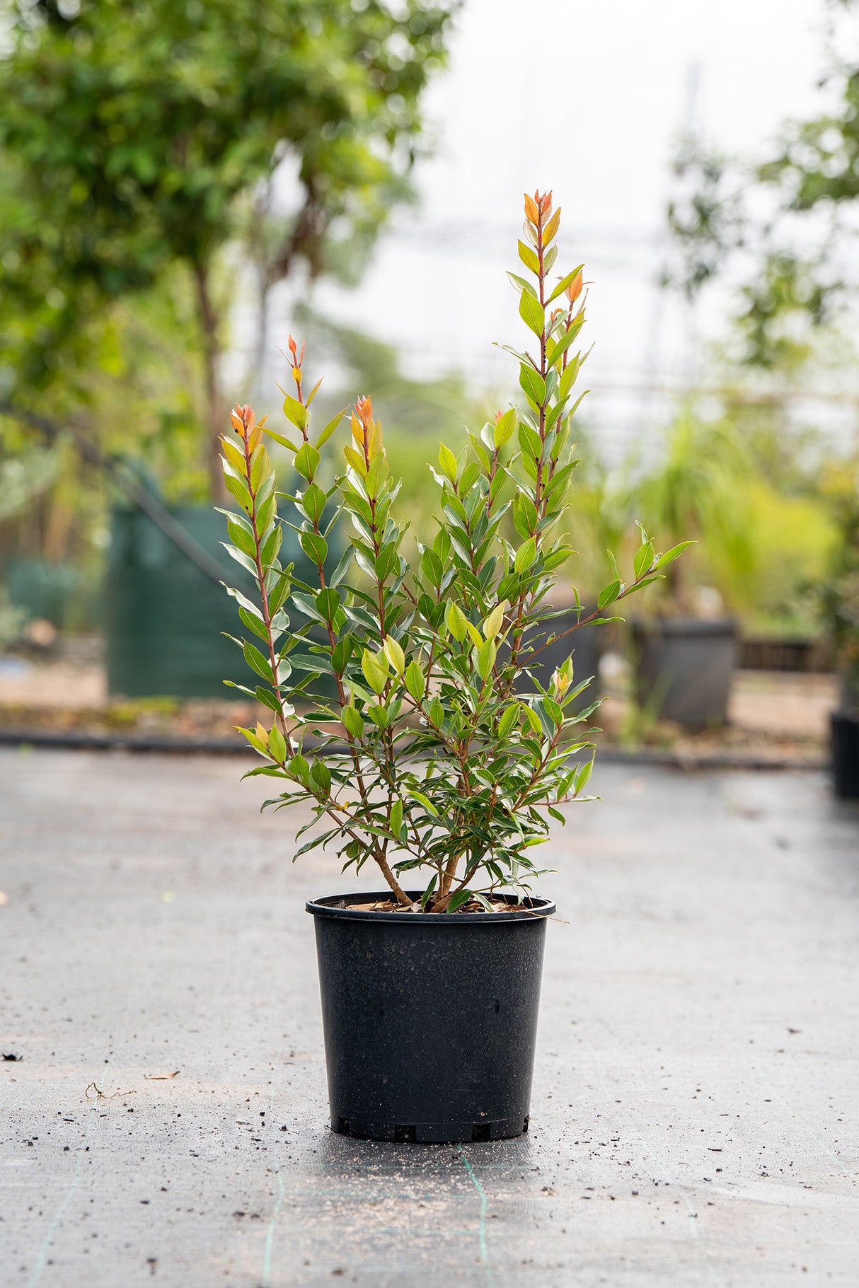 Acmena smithii 'Fire Screen' - Brisbane Plant Nursery