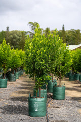 Acronychia imperforata 'Fraser Island Apple' - Brisbane Plant Nursery