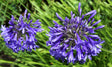 Agapanthus Purple Cloud - Brisbane Plant Nursery