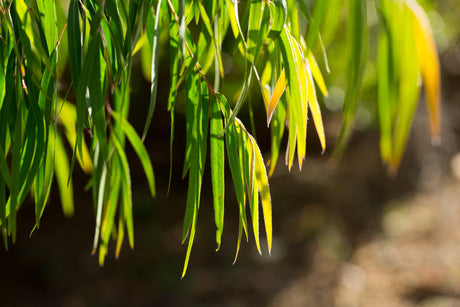 Agonis flexuosa 'Dwarf Willow Myrtle' - Brisbane Plant Nursery