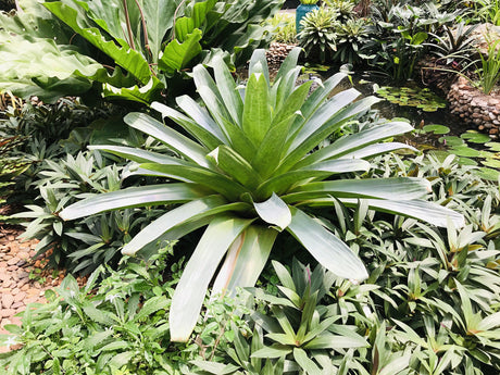 Alcantarea Odorata 'Giant Bromeliad' - Brisbane Plant Nursery