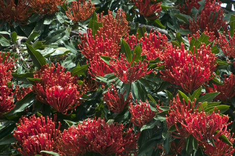Alloxylon flammeum 'red silky oak' - Brisbane Plant Nursery