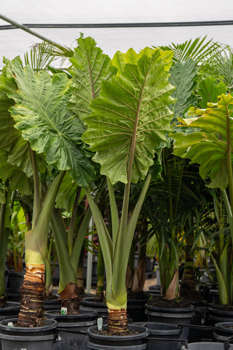 Alocasia macrorrhizos 'Giant Taro' - Brisbane Plant Nursery