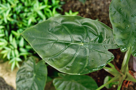 Alocasia wentii 'New Guinea Shield' - Brisbane Plant Nursery