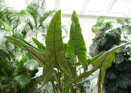 Alocasia zebrina Sarian - Brisbane Plant Nursery