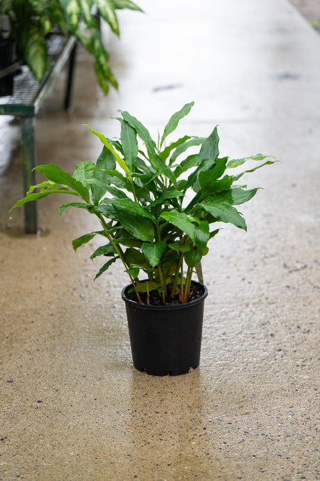Alpinia Nutans - False Cardamom - Brisbane Plant Nursery