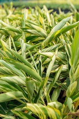 Alpinia zerumbet Variegata 'Shell Ginger' - Brisbane Plant Nursery