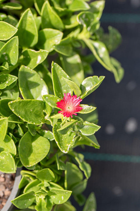 Aptenia cordifolia 'Baby Sunrose' - Brisbane Plant Nursery
