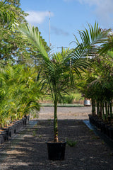 Archontophoenix alexandrae 'Alexander Palm' - Brisbane Plant Nursery