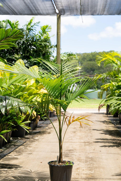 Archontophoenix cunninghamiana 'Bangalow Palm' - Brisbane Plant Nursery