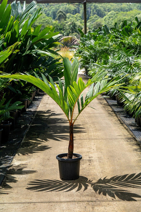 Areca vestiaria orange form - Brisbane Plant Nursery