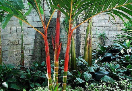 Areca vestiaria Red Form - Brisbane Plant Nursery