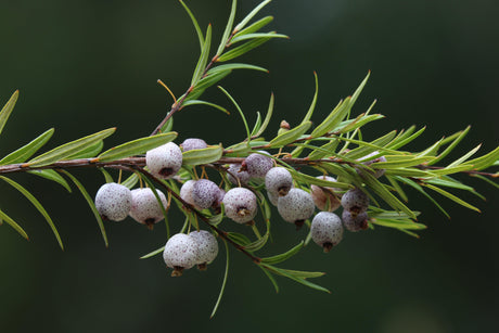 Austromyrtus Copper Tops 'Midgen Berry' - Brisbane Plant Nursery