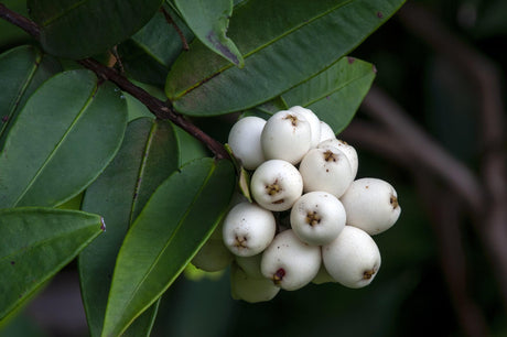 Austromyrtus dulcis 'Midgen Berry' - Brisbane Plant Nursery