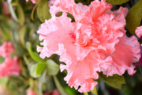 Azalea indica Pink Ice - Brisbane Plant Nursery