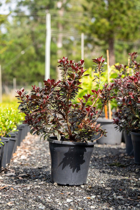 Azalea indica Shiraz - Brisbane Plant Nursery