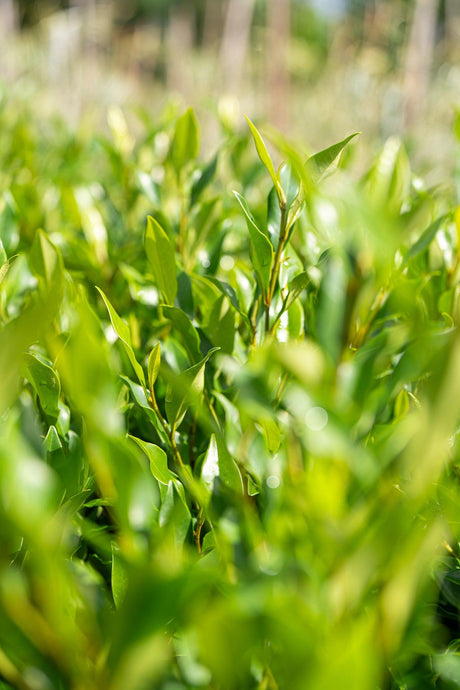 Backhousia myrtifolia - Brisbane Plant Nursery