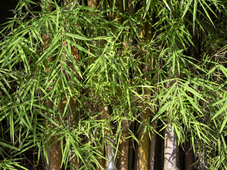 Bambusa boniopsis 'Jade Goddess Bamboo' - Brisbane Plant Nursery