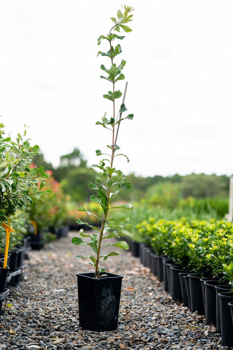 Banksia integrifolia - Brisbane Plant Nursery