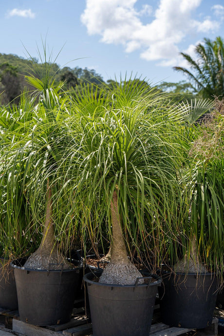 Beaucarnea recurvata - Ponytail palm - Brisbane Plant Nursery