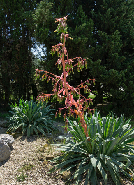 Beschorineria yuccoides 'Mexican Lily' - Brisbane Plant Nursery