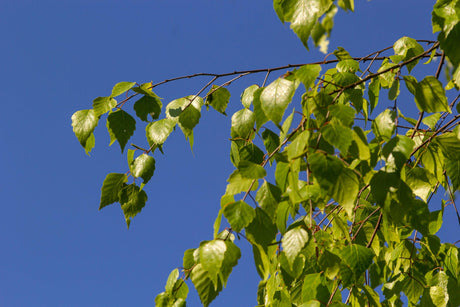 Betula nigra Summer Cascade - Brisbane Plant Nursery