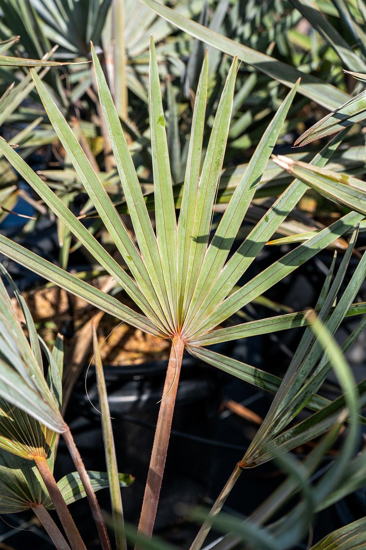 Bismarckia Nobilis 'Bismark Palm' - Brisbane Plant Nursery
