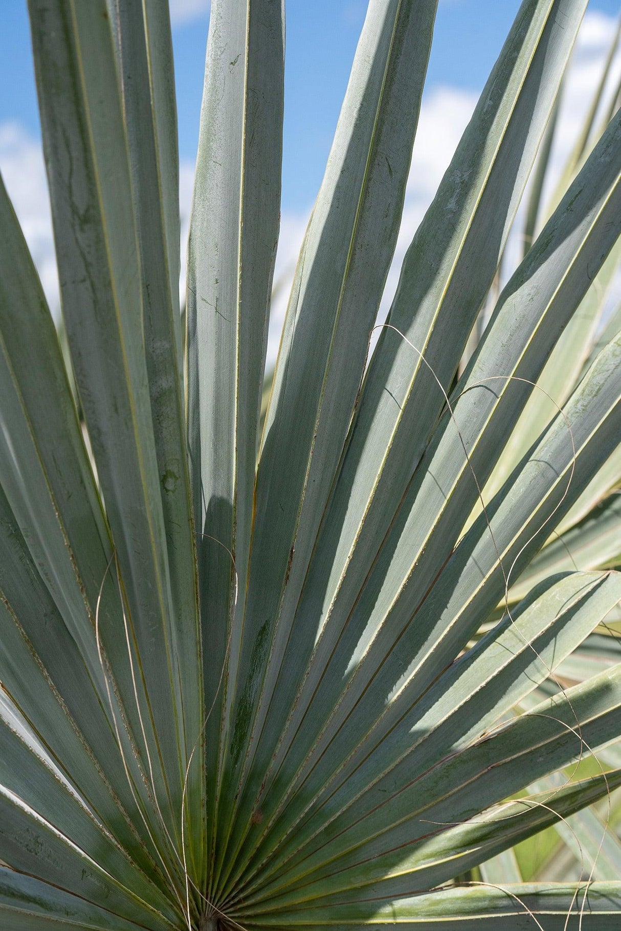 Bismarckia Nobilis 'Bismark Palm' - Brisbane Plant Nursery