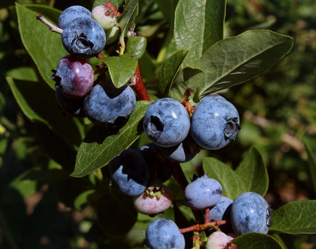 Blueberry Vitality - Brisbane Plant Nursery