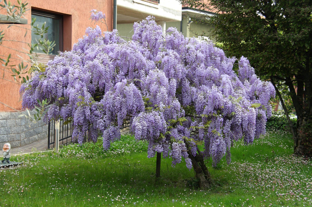 wisteria tree
