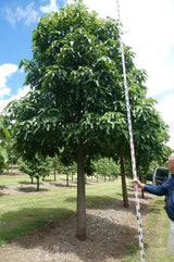 Brachychiton acerifolius Flame Tree - Ex Ground - Brisbane Plant Nursery