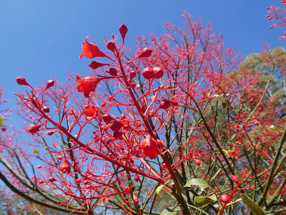 Brachychiton acerifolius Flame Tree - Ex Ground - Brisbane Plant Nursery