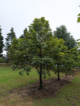 Brachychiton acerifolius Illawara Flame Tree - Ex Ground - Brisbane Plant Nursery