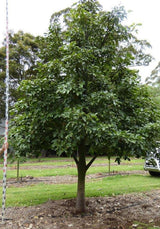 BRACHYCHITON acerifolius x bidwillii ‘Red Robin’ grafted - Ex Ground - Brisbane Plant Nursery