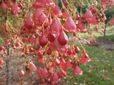BRACHYCHITON acerifolius x populneus ‘Bella Pink’ grafted - Ex Ground - Brisbane Plant Nursery