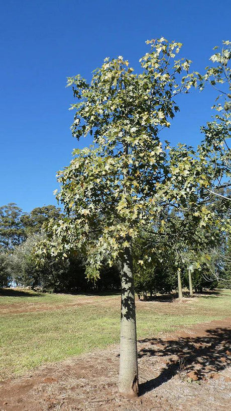 BRACHYCHITON australis (Broad Leaved Bottle Tree) - Ex Ground - Brisbane Plant Nursery